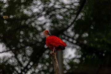 An amazing colorful bird is sitting on a tree and washing his body. Wonderful red and orange birds in the amazon, Brazil.