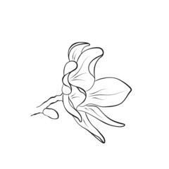 open bud of magnolia flower. hand drawn flourish illustration. vector floral element for greeting and invitation design