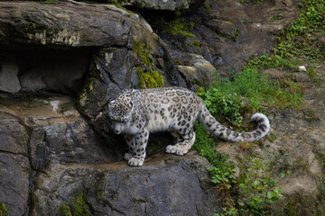 Wonderful snow leopard is relaxing on the rock and looking for food. A majestic animal with an amazing fur. Beautiful day with the snow leopards.