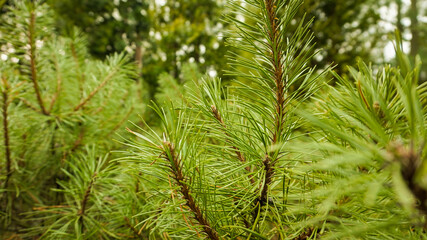 Needle tree close up