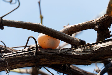 The white bird's egg was so bright that one could see the creature inside. bird's egg nestled on a branch under the blue sky.