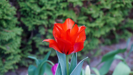 Red tulip in the garden