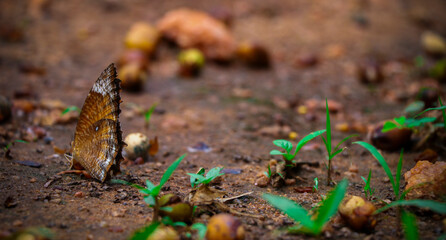 A photograph of a butterfly with brown coloured wings