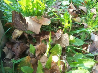 mushrooms in the forest