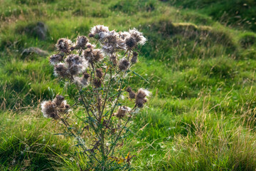 A bright 3 shot HDR image of the Common Thistle, Cirsium vulgare, also know as Bull or Spear...