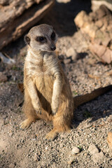 Fototapeta premium meerkat on guard