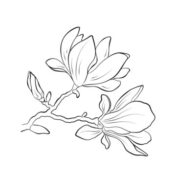 magnolia blossom drawing image. contour flower illustration. vector floral element for greeting and invitation design