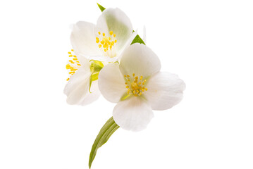Obraz na płótnie Canvas jasmine flowers isolated