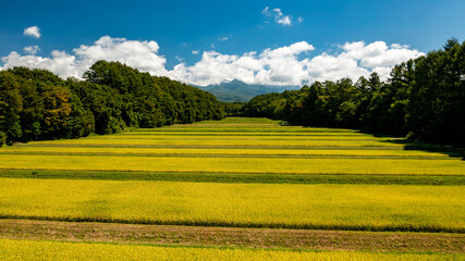 Pre-harvest paddy fields that fill the valley A