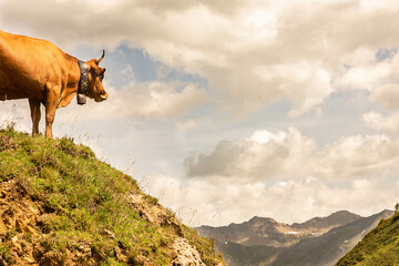 Fototapeta na wymiar Vache dans les alpes