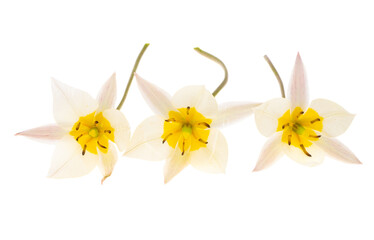 wild tulip flower isolated