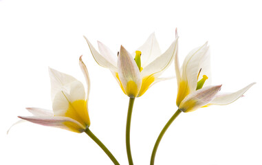wild tulip flower isolated - obrazy, fototapety, plakaty
