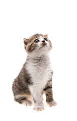 kitten isolated