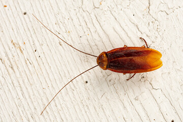 Close up of a large cockroach dead on an old table with copy space
