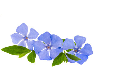 beautiful periwinkle flower isolated