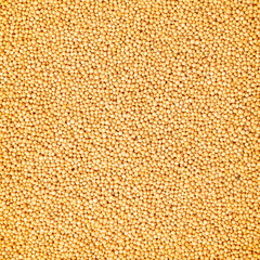 Macro mustard seed background of many small yellow round balls