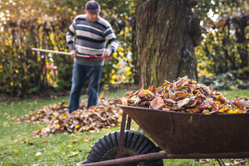 Autumn gardening. Wheelbarrow with fallen leaves. Senior man raking leaf from lawn in garden. Gardener cleaning backyard - obrazy, fototapety, plakaty