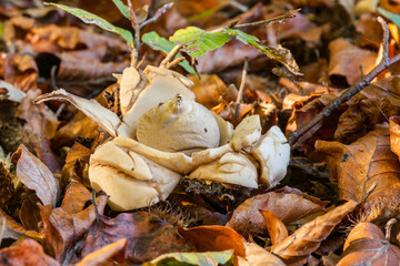 Un champignon parmi les feuilles en forêt de Soignes.