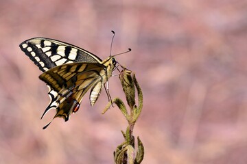 Mariposa, Papilio machaon,   posada en una rama en verano