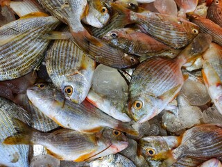 pile of yellow fin sea bream for sale in japanese fish market hd