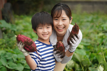サツマイモを収穫する親子