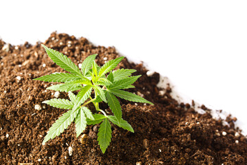 Top view. Green Cloned Cannabis marijuana (hemp) sprout growing out from soil isolated on white...