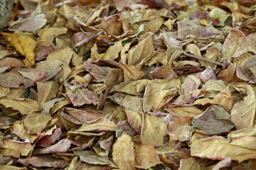 Leaves Tropical forest trees texture background wallpaper