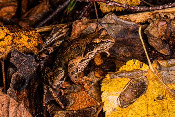 Green and brown forest frog sits on the ground covered with withered leaves