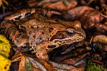 Forest light brown frog among withered yellow leaves.