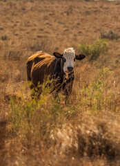 Brown and white cow grazing in the African grassland