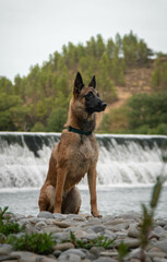 Belgian Malinois with a blured waterfall at the background. Dog breed 