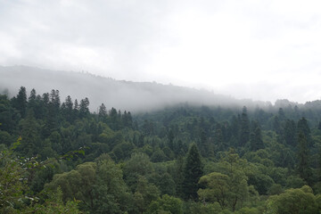 Spruce trees if fog