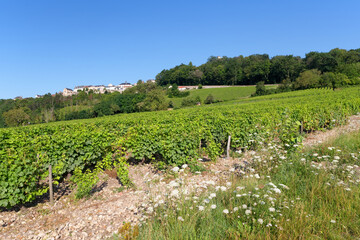 Fototapeta na wymiar Vineyard in the hill of Sancerre village
