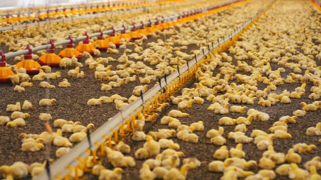 Large poultry farm with little chickens. Modern automatic equipment for feeding and drinking broilers on a factory for chicken production.