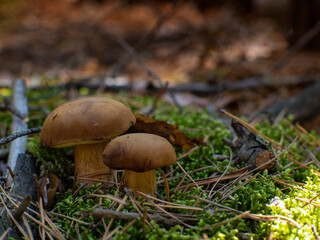 Beautiful and delicious Imleria badia mushrooms in the forest