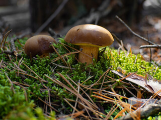 Beautiful and delicious Imleria badia mushrooms in the forest