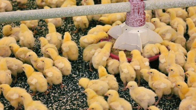 Cute little chickens near feeder. Fluffy chicks eating fodder from automated feeding in a poultry farm. Agribusiness.