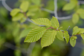 Common hornbeam