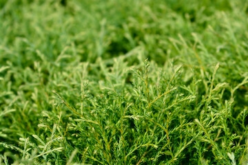 Mr Bowling Ball Arborvitae