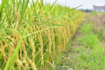 Beautiful sags of rice, ripening, and green leaves fill the fields.