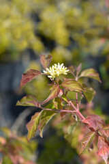 Dogwood Winter Beauty