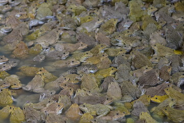 Many frogs sit in the water together.