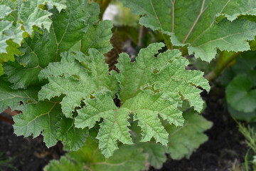 Giant gunnera