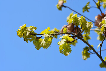 Northern red oak