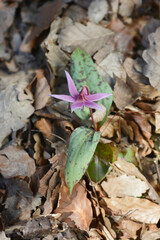 Dogs tooth violet