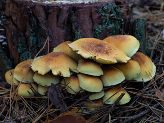 Hypholoma. Strophariaceae. Sulfur tuft or clustered woodlover. beauliful mushrooms on the tree in forest