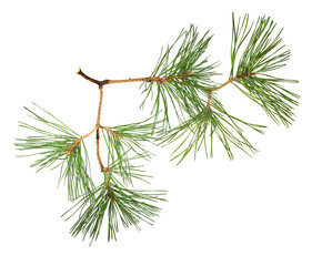 Closeup of pine twig isolated