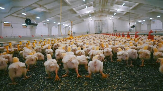Broiler chickens growing on a poultry farm. Yellow chicks become white while fattening on a factory. Chicken production industry.