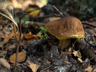 Beautiful boletus edulis mushroom in forest. Delicious porcini
