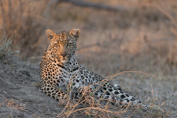 Portrait of a leopard resting next to a termite mound in golden light